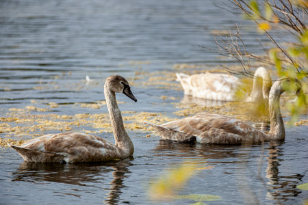 Young swans on a long lake in Olsztyn - gray water birds with gray beaks from the Cygnini tribeの写真素材