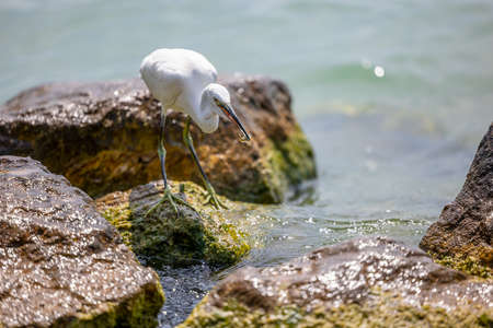 Little Egret - a species of large bird of the heron family - Egretta garzetta - Lake Garda on the peninsula in Sirmione, Italyの写真素材