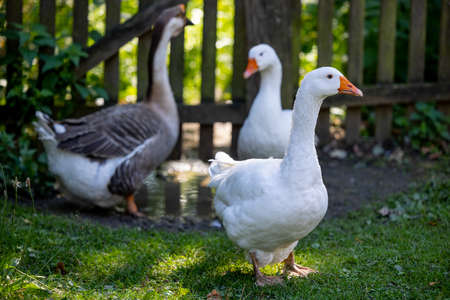 A humpback goose and two house geese - are wading in the puddles by a wooden gate - Warmia and Masuria, Polandの写真素材