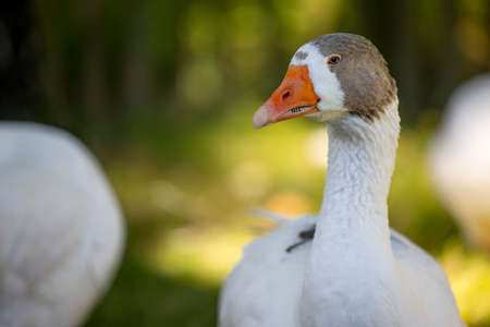 Portrait of a Kartuzy goose - orange beak, gray head and white neck - Warmia and Masuria, Polandの写真素材