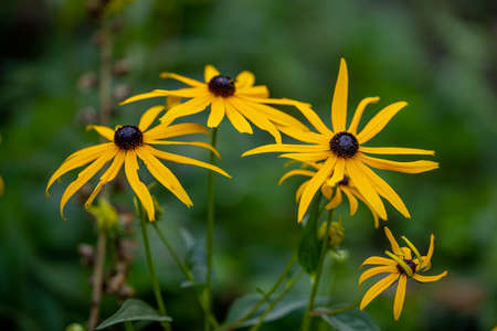 Rudbeckia - a yellow garden flower, black in the middle - a village in Warmia and Masuria. Polandの写真素材