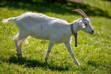 Domestic white-horned goat walking on sunny green grass - Warmia and Masuria, Polandの写真素材