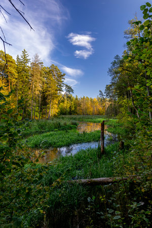 Forest landscape in Warmia in autumn. Åyna River in the City Forest in Olsztyn.の写真素材