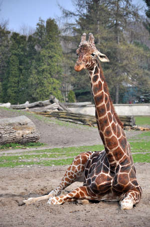 Magnificent sitting giraffeの写真素材