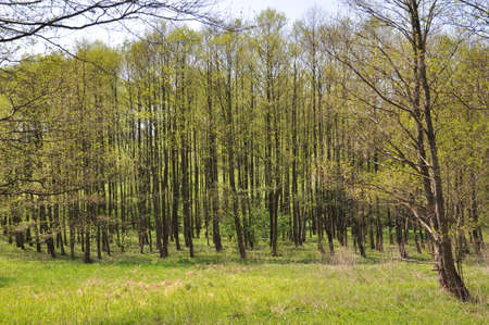 Forrest with young thin treesの写真素材