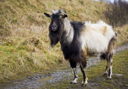 Old goat at roadの写真素材