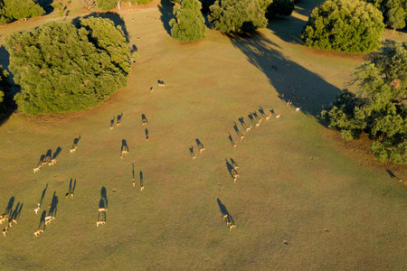 Aerial view of the deer on the grassland with the long shadows in the evening sun, Brijuni National Park, Croatiaの写真素材