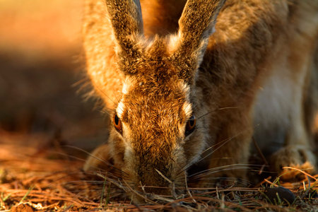 A wild hare is grazing on a grassland in the evening, Brijuni National Park, Croatia