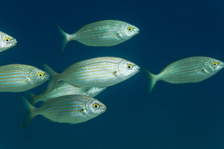 Salema porgy fish from Hvar island, Croatia