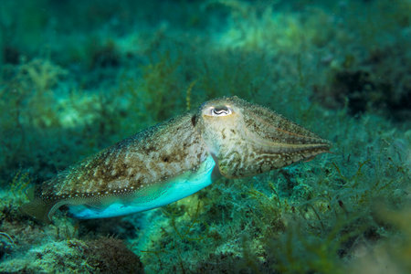 The common cuttlefish from the Adriatic Sea near Hvar island, Croatiaの写真素材