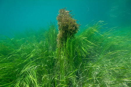 Underwater view of the aquatic vegetation in Krka River, Croatiaの写真素材
