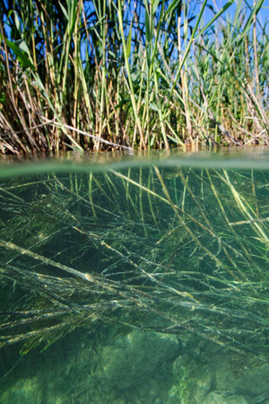 Underwater view of the aquatic vegetation in Krka River, Croatiaの写真素材