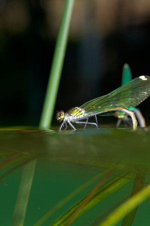 Damselflies are laying eggs in the water.のeditorial素材