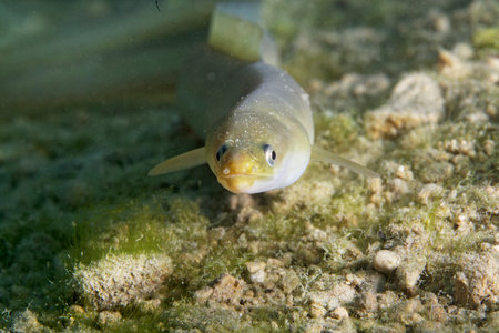 The eel on the bottom of the Krka River in Croatiaのeditorial素材
