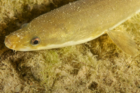The eel on the bottom of the Krka River in Croatia