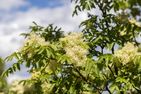The flowers of Fraxinus ornus, the manna ashのeditorial素材