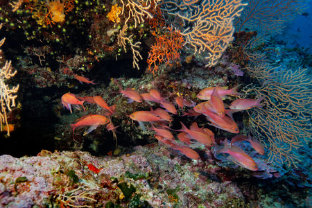 Anthias anthias (commonly known as the swallowtail seaperch) from Lastovo island, Adriatic Sea, Croatiaの写真素材