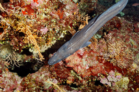 Giant moray eel on a coral reef in the Red Sea