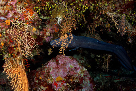Moray eel on a tropical coral reef in the Red Sea