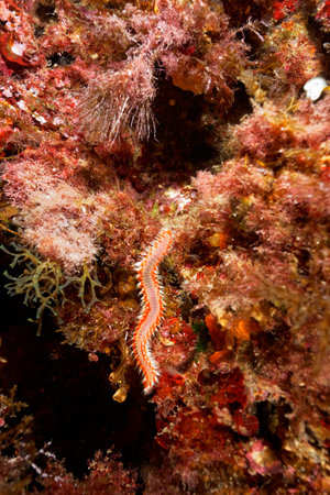 A closeup shot of a scorpionfish on a coral reefの写真素材