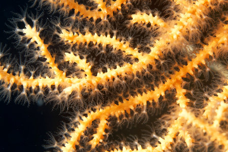 Close-up of a yellow coral in the Red Sea, Egypt