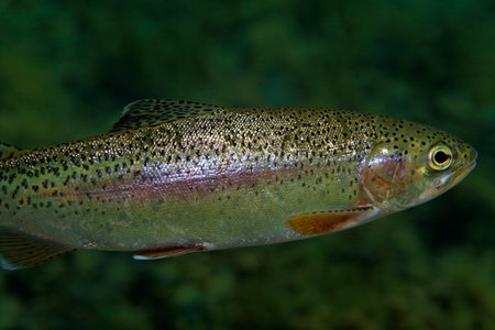 Rainbow trout