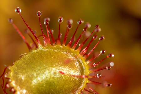 Drosera rotundifolia â the round-leaved sundew or common sundew in Plitvice Lakes, Croatiaの写真素材