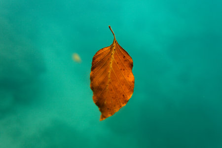 autumn leaf on the lake, closeup photo with shallow depth of field