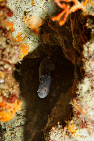 Moray eel, Indonesia, North Sulawesi, Manado