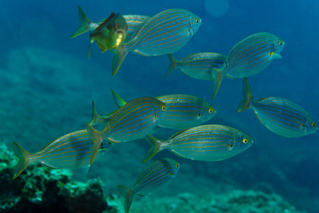 A school of yellow snapper on a tropical coral reef in Thailand