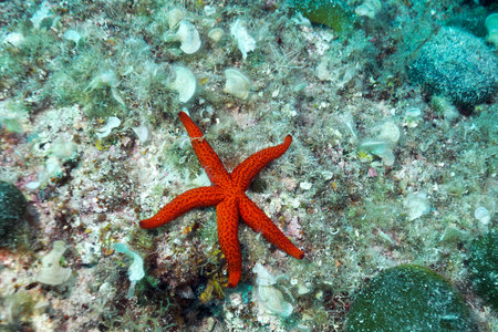 Starfish on the seabedの写真素材