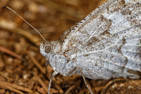 Close-up of a white butterfly on a brown background. Macroの写真素材