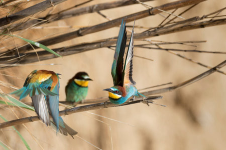 The European bee-eater (Merops apiaster) colony in Nin, Croatia