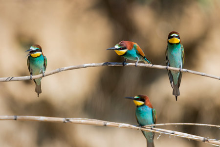 The European bee-eater (Merops apiaster) colony in Nin, Croatiaの写真素材