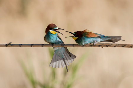 The European bee-eater (Merops apiaster) colony in Nin, Croatia