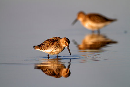 Dunlin (Calidris alpina) on the saltpan, Nin, Croatiaの写真素材