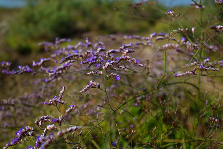 Lavender flower in the garden at Phu Kradueng National Park, Loei, Thailandの写真素材