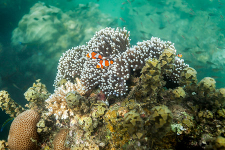 Coral reef on Andaman islands, Indiaの写真素材