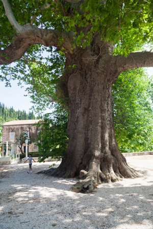 The Trsteno Arboretum near Dubrovnikの写真素材