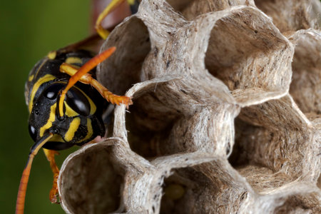 Paper wasp building the nest, Vrana Lake Nature Park, Croatiaの写真素材