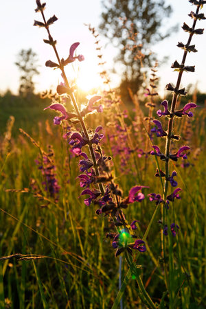 Orchis militaris, the military orchid on the meadowの写真素材