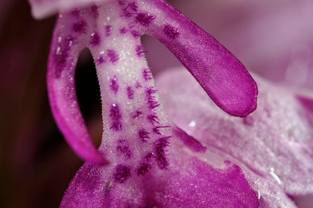 Orchis militaris, the military orchid on the meadowの写真素材