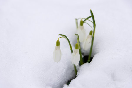 The snowdrop flower in snowの写真素材