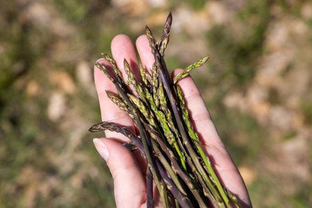 Picking asparagus shoots in Istra, Croatiaの写真素材