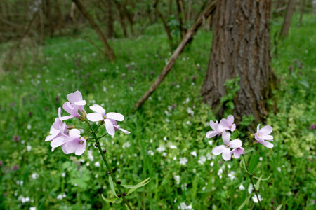 The flower of the coralroot in spring