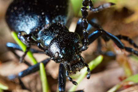 The close-up view of the oil beetle (Meloe violaceus)