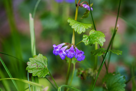 Glechoma hederacea  commonly known as ground-ivy or gill-overの写真素材