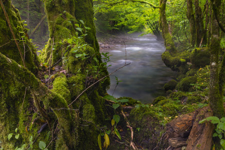 Zeleni vir stream with rapids and lush vegetation in springの写真素材