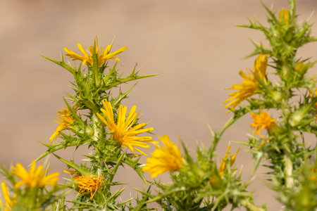 Scolymus hispanicus, the common golden thistle or Spanish oyster thistleの写真素材