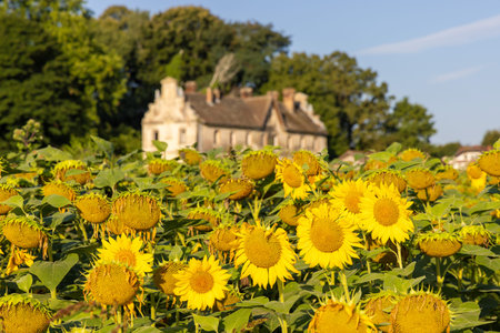The sunflower field with an old house in rural Croatia